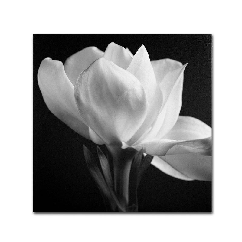 Trademark Fine Art -Michael Harrison 'Gardenia' Canvas Art - 14''x14''