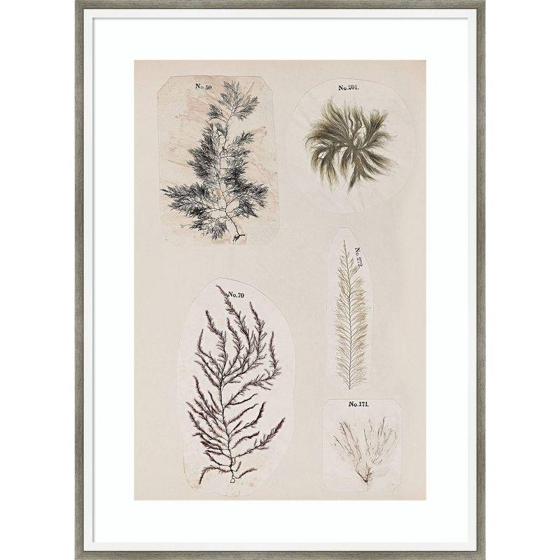 19" x 25" Coral Collage VIII Wood Framed Botanical Print