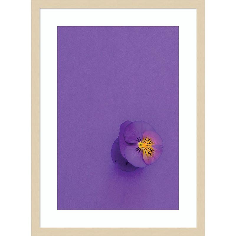 Amanti Art Lavender Pansy by Incado Wood Framed Wall Art Print 19 x 25
