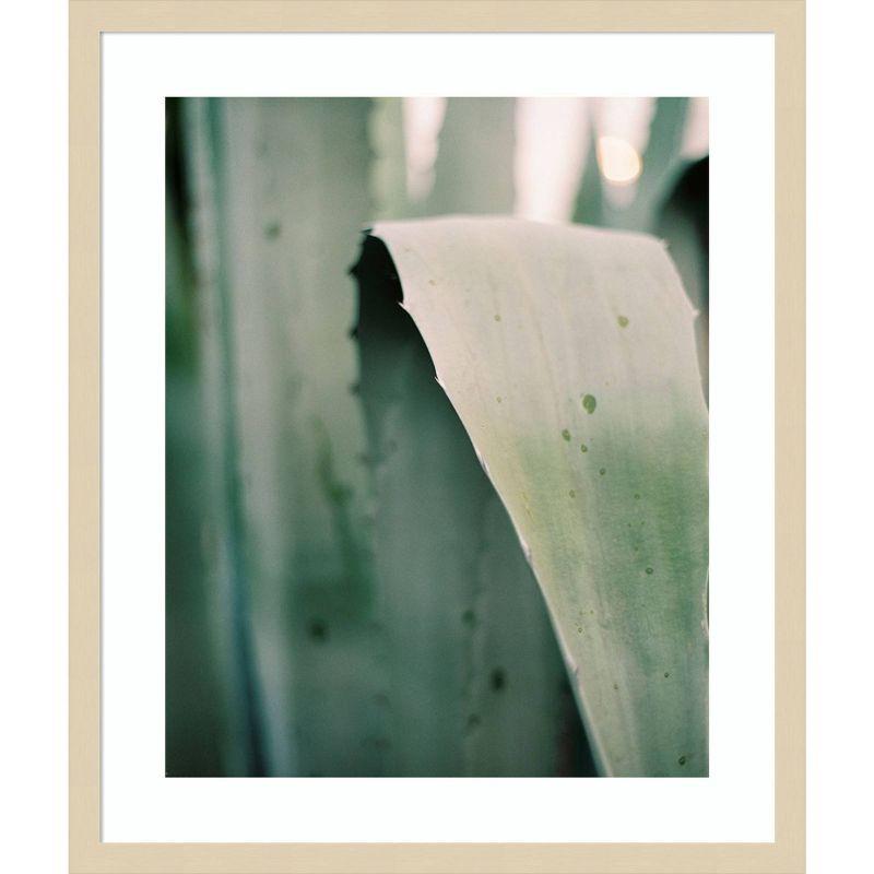 Amanti Art Succulent I by Justine Milton Wood Framed Wall Art Print