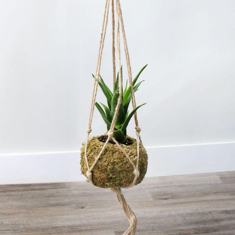 Esterno Kokedama Hanging Planter Kits, 3pk; Japanese Moss Ball Plant Holder