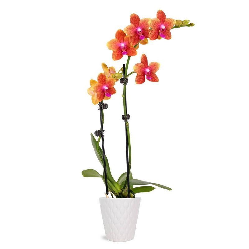 Salmon Petite Orchid in White Ceramic Pot