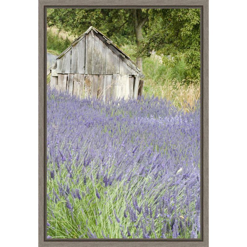 Amanti Art Lavender field and small shed by Janell Davidson Danita Delimont Canvas Wall Art Print Framed 16 x 23-in.
