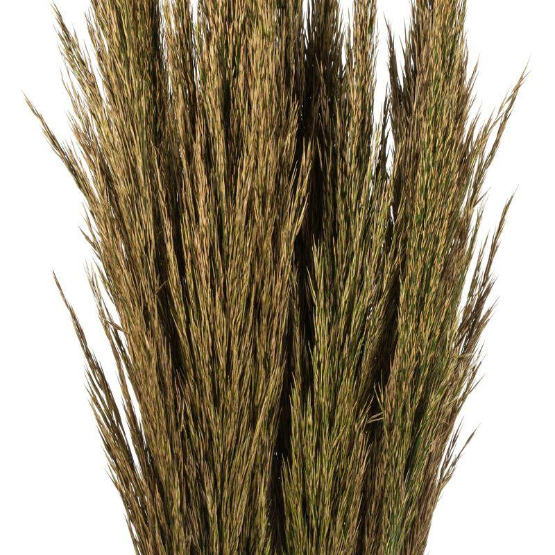 Zellmer 36" Plume Reed Bundle (15-20 stems), Preserved