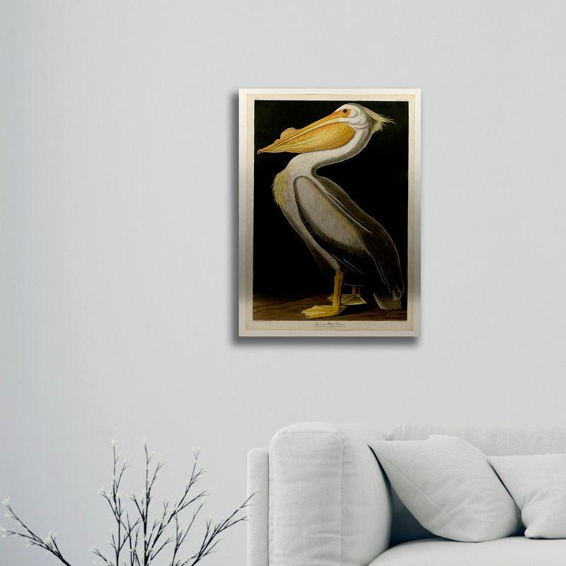 John James Audubon 'American White Pelican' Floating Brushed Aluminum Art