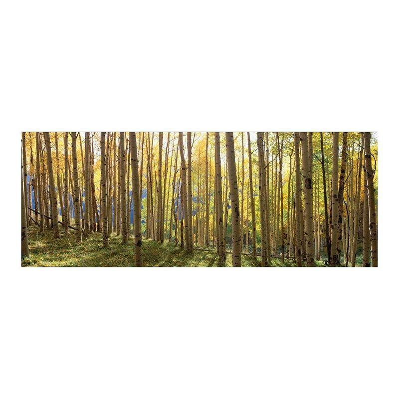 Yosemite Home Decor 'Sunlit Colorado Trees' Glass Photographic Print in Multi-Color