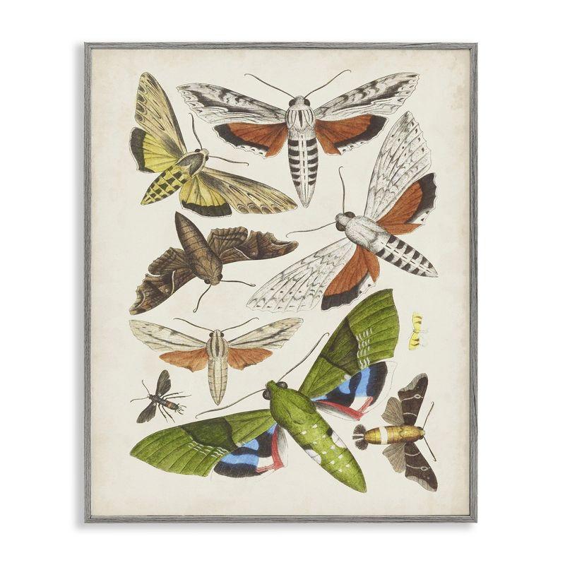 Stupell Industries " Mixed Insects Moth Latin Studies " by World Art Group