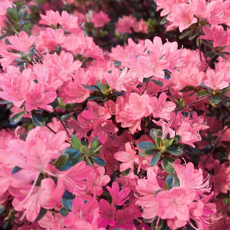 2.5qt Pink Pearl Azalea Plant with Pink Blooms - National Plant Network