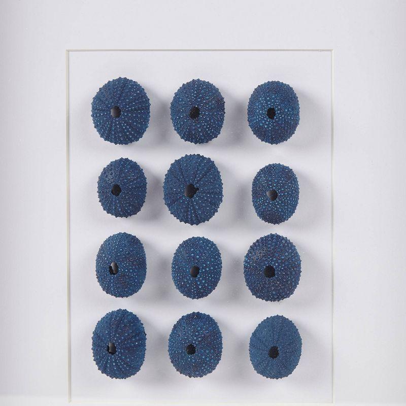 Indigo Shells Real Natural Sea Urchin Framed Shadowbox Blue - Martha Stewart