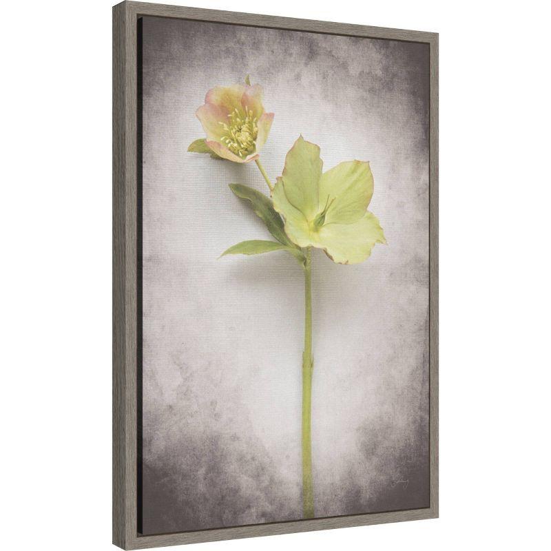 Amanti Art 16"x23" Vintage Hellebore Study II by Felicity Bradley Framed Canvas Wall Art Print: Modern Style, Polystyrene Frame