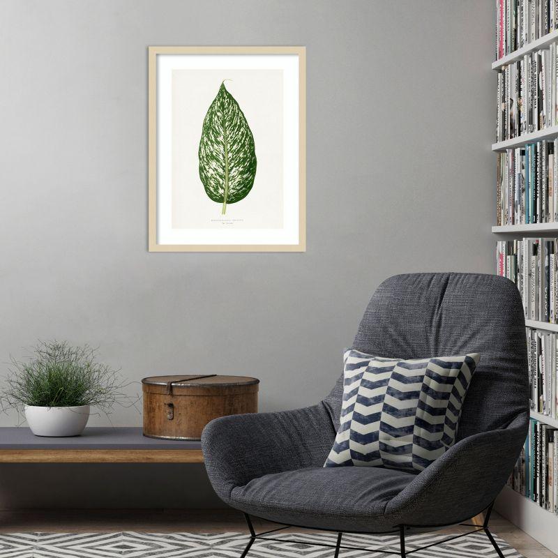 Amanti Art Dieffenbachia Seguina Leaf Illustration by Pictufy Wood Framed Wall Art Print