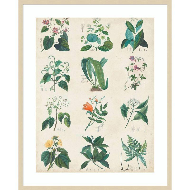 Amanti Art Botanical Schema II by Vision Studio Wood Framed Wall Art Print