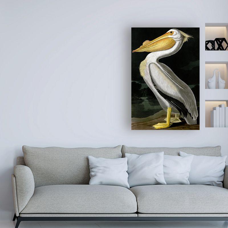 Trademark Fine Art - John James Audubon American White Pelican Matted Framed Art