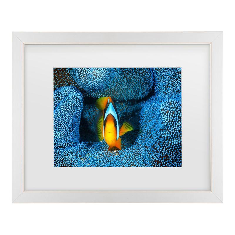 Clownfish in Blue Matted Framed Canvas Wall Art