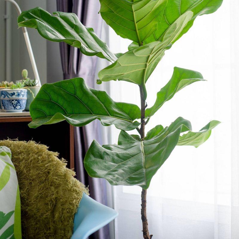 48" Fiddle Leaf Fig Tree in Black Nursery Pot