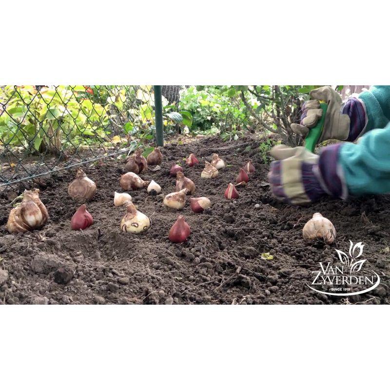 Van Zyverden 15ct Bulbs Tulips Darwin Hybrid Mixture Mammoth Bulbs
