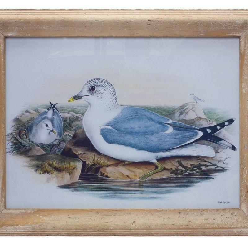 Rustic Wooden Framed Sea Bird Watercolor Print Under Glass