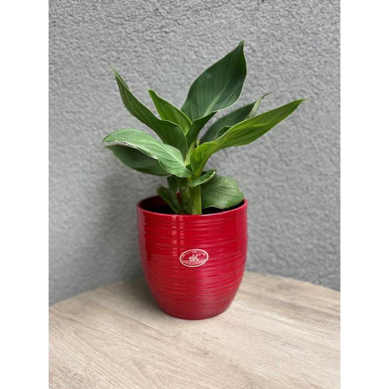Tierra Garden 6.3" Red Ceramic Bergamo Indoor Pot