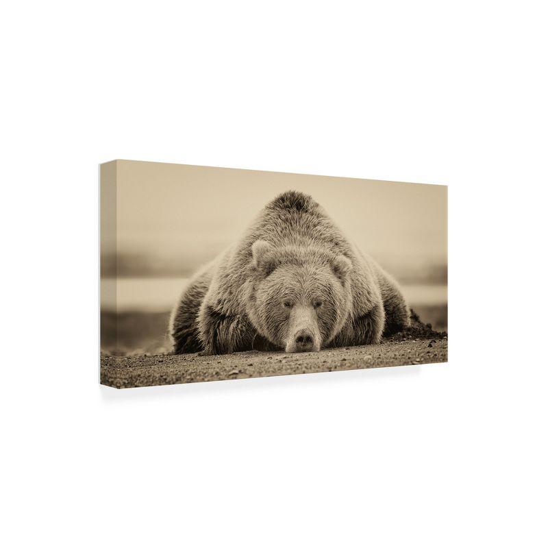 24" x 47" Tan and Black Bear Canvas Print