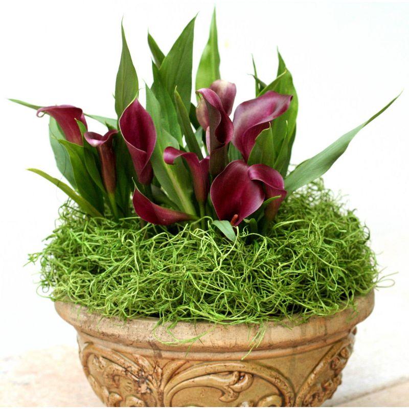 SuperMoss Preserved Spanish Moss: Natural Fill for Gift Baskets, Soil Cover, Orchid Decor - Online-Unique