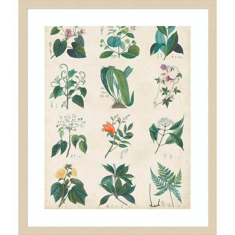 Amanti Art Botanical Schema II by Vision Studio Wood Framed Wall Art Print