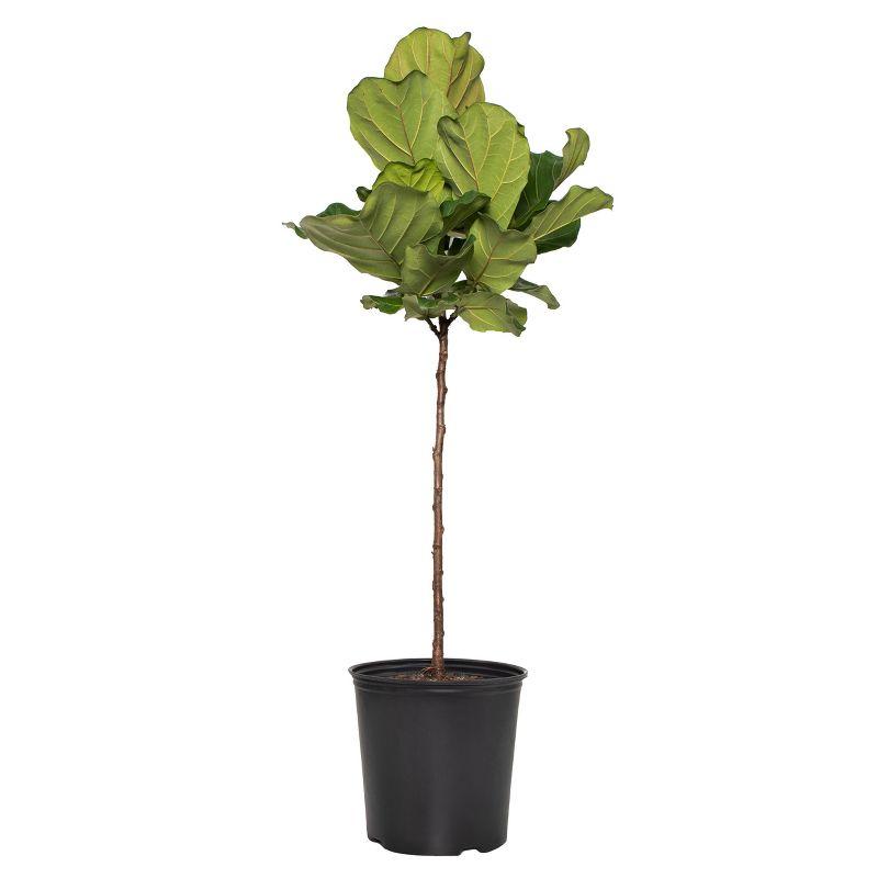 48" Fiddle Leaf Fig Tree in Black Nursery Pot