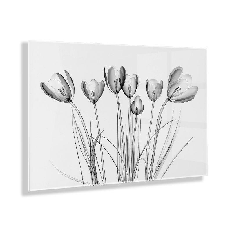 Crocus X-Ray Floral 23" x 31" Acrylic Wall Art