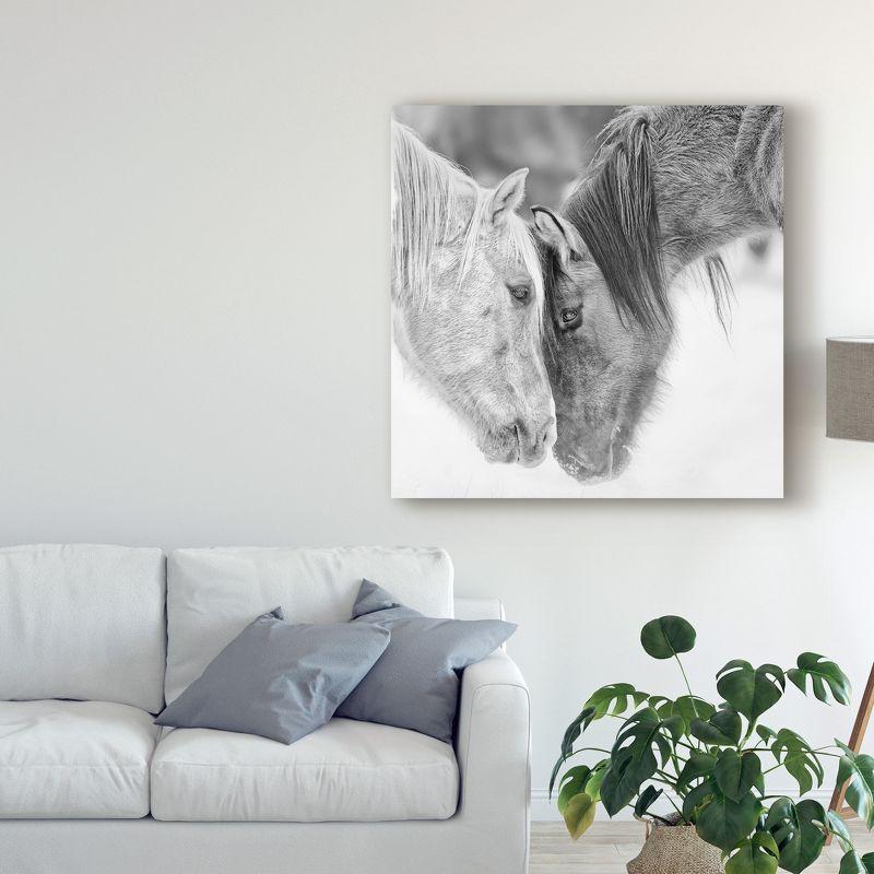 Trademark Fine Art -Phburchett 'Black And White Horses Vii' Canvas Art