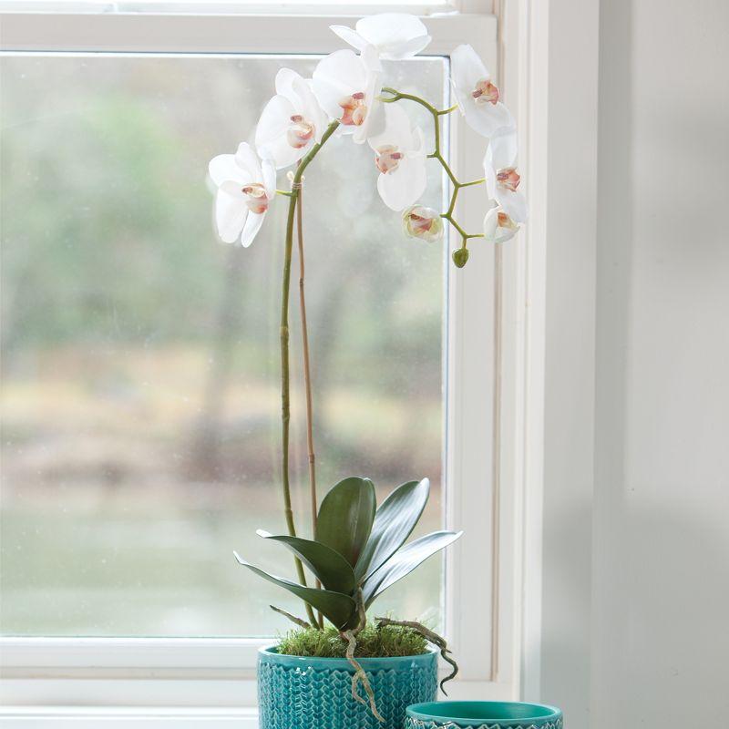 Plum & Post Phalaenopsis Orchid Faux (Fake) Drop-In 26"