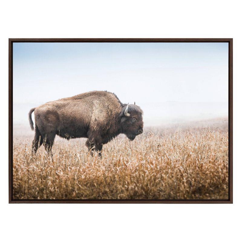 American Bison Buffalo in Prairie Grass Framed Canvas Wall Art