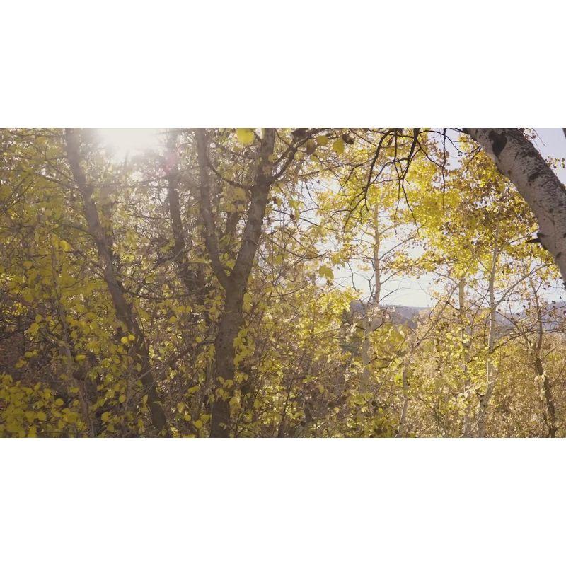 Blackstone On the Go 17" Tabletop Griddle with Hood