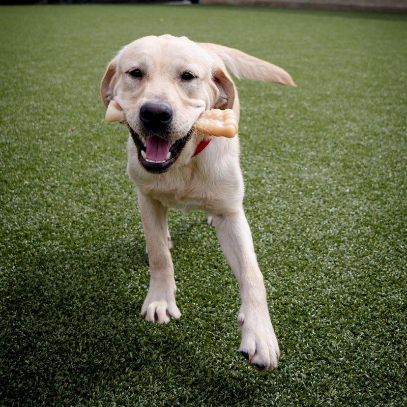 Nylabone Dura Chew Dog Bone - Original Flavor(Souper)