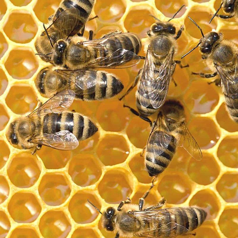 Lehman's Stoney Acres Beekeeping Debris Board for 10 Frame Honeybee Beehive Screened Bottom Board, Debris Board Only, Amish Made