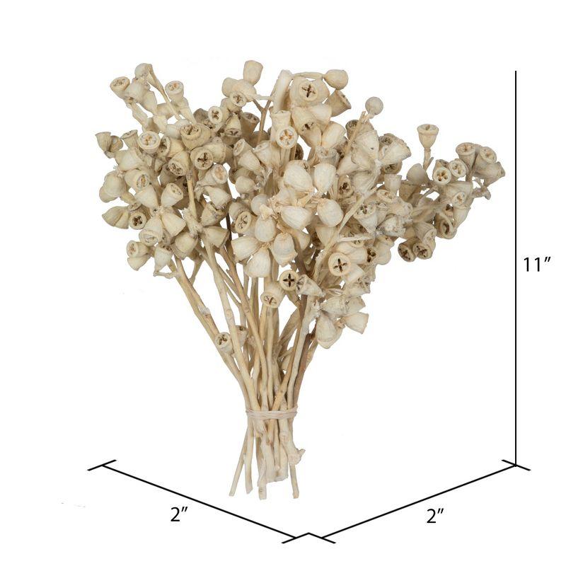 Bleached Natural Conical Gum Branch Stems, 20-Pack