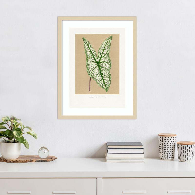 Amanti Art Green Caladium Belleymii Leaf Illustration by Pictufy Wood Framed Wall Art Print