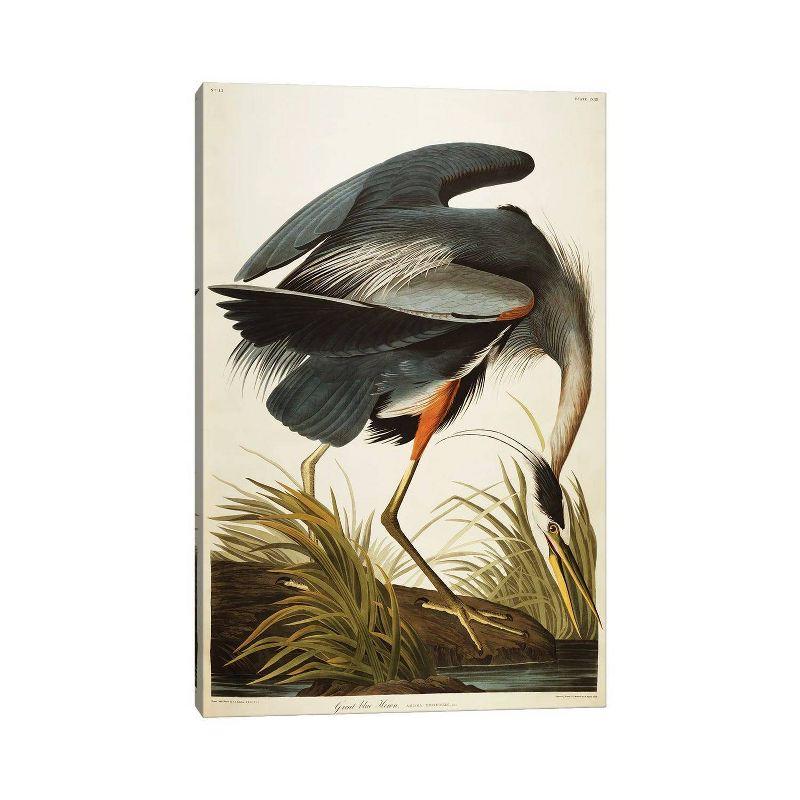 Great Blue Heron Fine Art Giclée Canvas Print