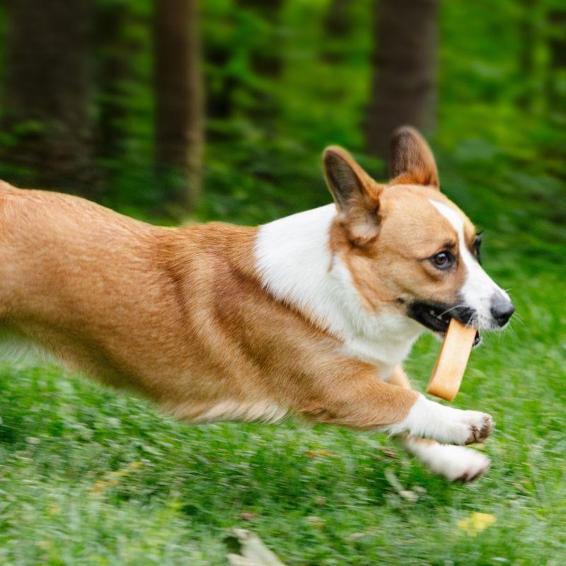 Mighty Paw Yak Cheese Chews