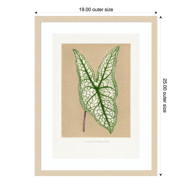 Green Caladium Leaf Illustration with Natural Wood Frame, 19 x 25 Inches