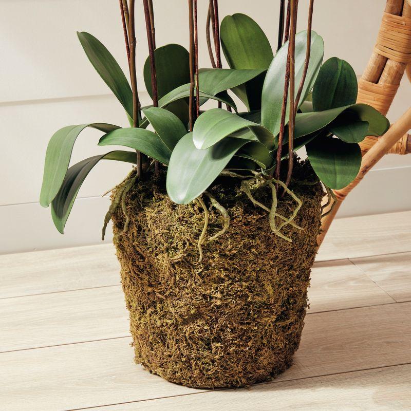 Plum & Post Phalaenopsis Orchid Faux (Fake) Drop-In 36"