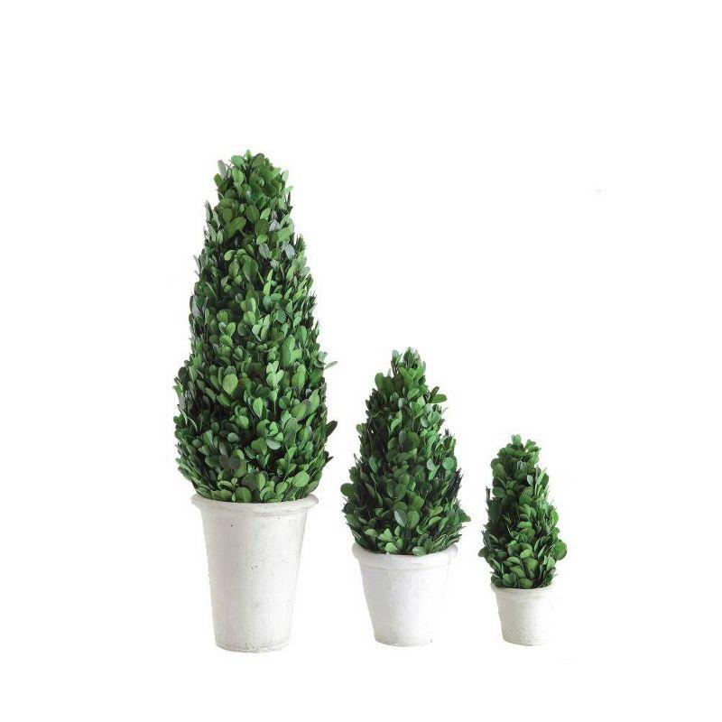 Elegant 17'' Preserved Boxwood Cone Topiary in Distressed Clay Pot