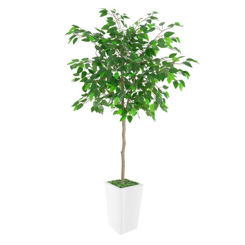 6ft Artificial Ficus Tree with White Planter