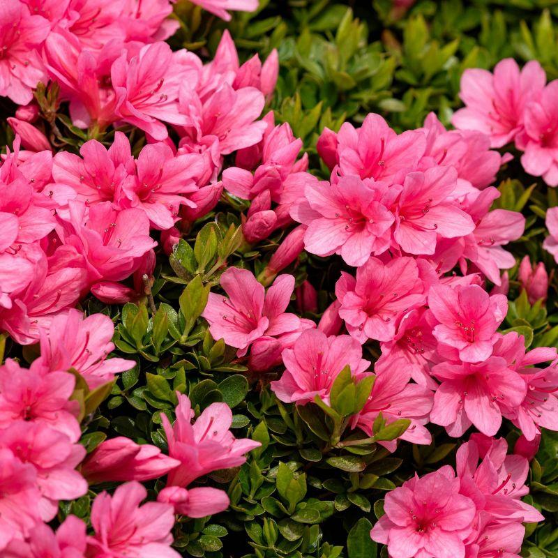 2.5qt Macrantha Pink Azalea Plant with Pink Blooms - National Plant Network: Perennial Shrub for Partial Shade