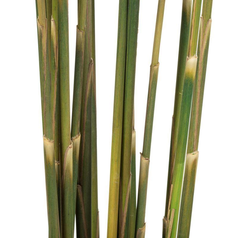 Zellmer 36" Plume Reed Bundle (15-20 stems), Preserved