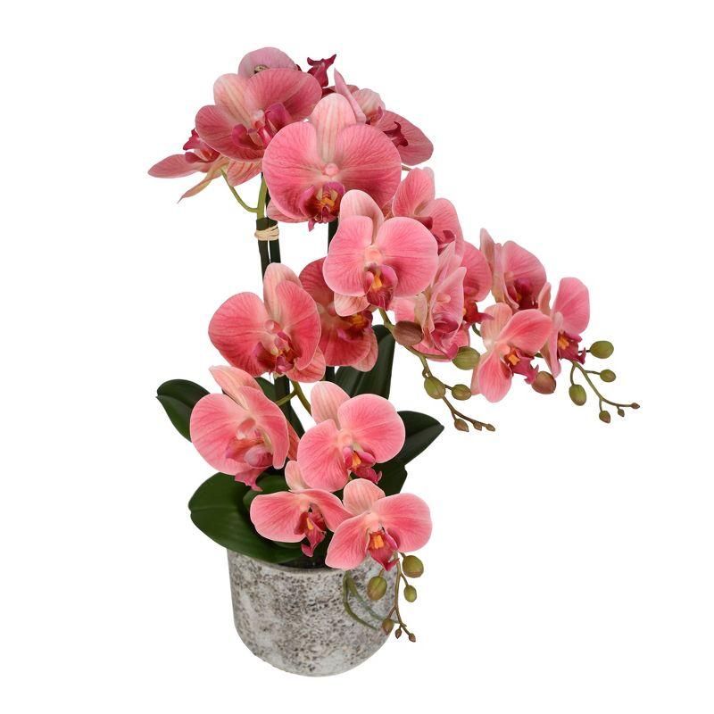 Vickerman 24" Artificial Pink Phalaenopsis In Cement Pot.