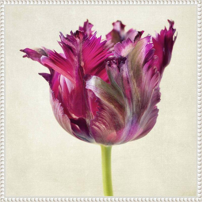 Amanti Art Single Parrot Tulip II by Dianne Poinski Framed Wall Art Print