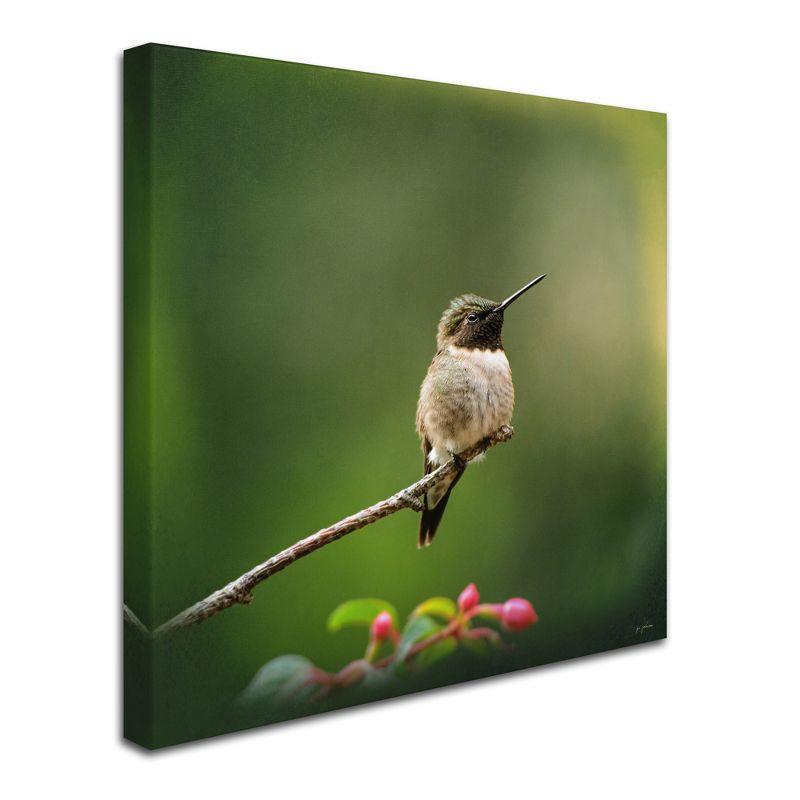 Hummingbird on Branch Green Canvas Art, 14x14