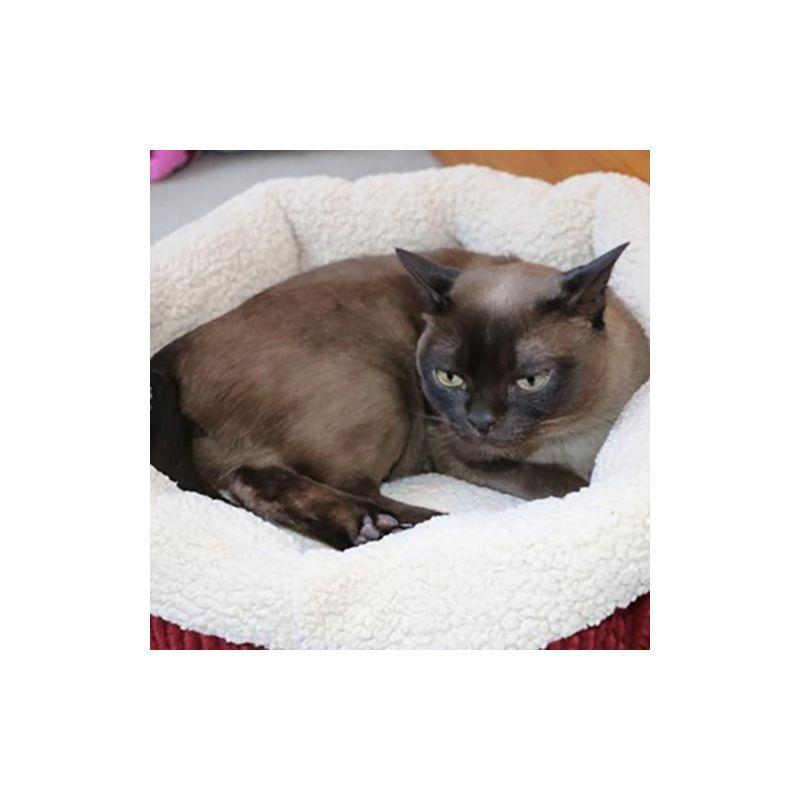 Tucker Murphy Pet™ Cheemeng Twin Platform Bed