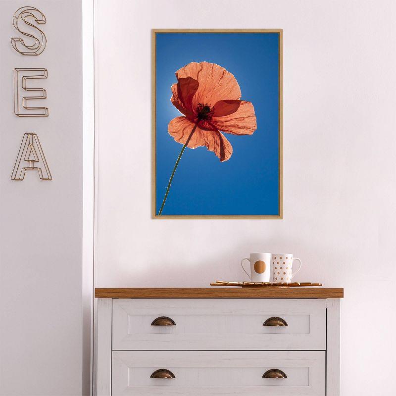 16" x 23" Poppy Flower by Michele Niles Danita Delimont Framed Canvas Wall Art Blue - Amanti Art: Modern Botanical Lithograph, Sawtooth Back