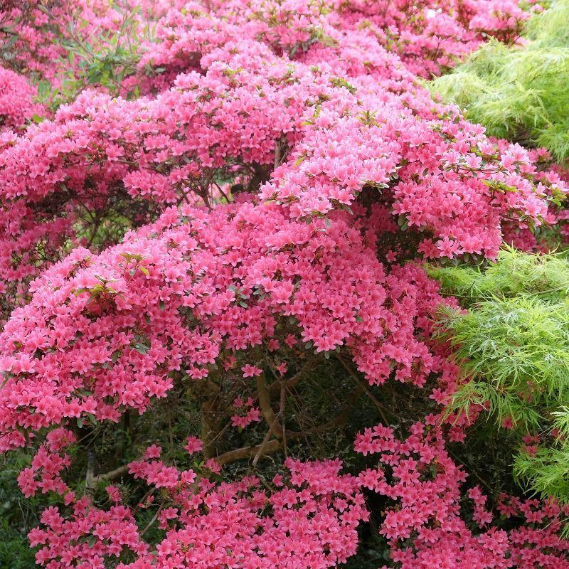 2.5qt Pink Pearl Azalea Plant with Pink Blooms - National Plant Network