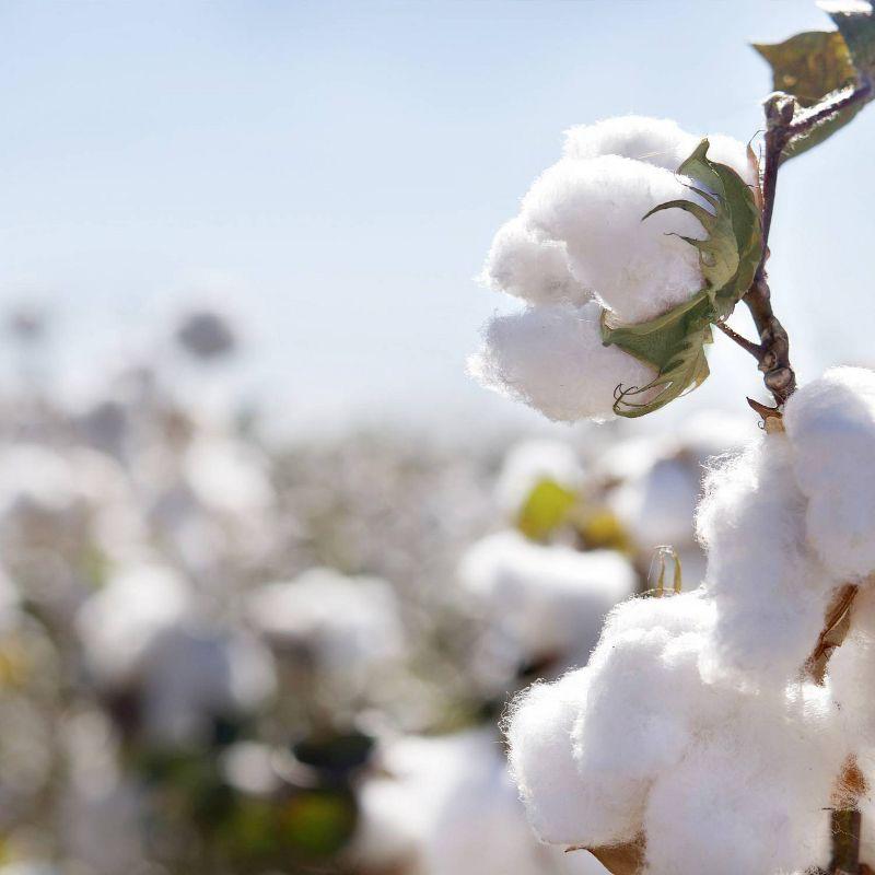 Organic Dream Greenguard Gold Certified 2 Stage Standard Crib/Toddler Rectangle Mattress